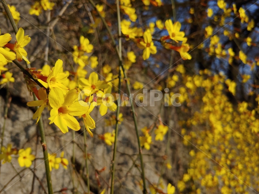 개나리,노란색,봄,햇살,봄꽃,식물,자연,plants,nature,꽃,flower