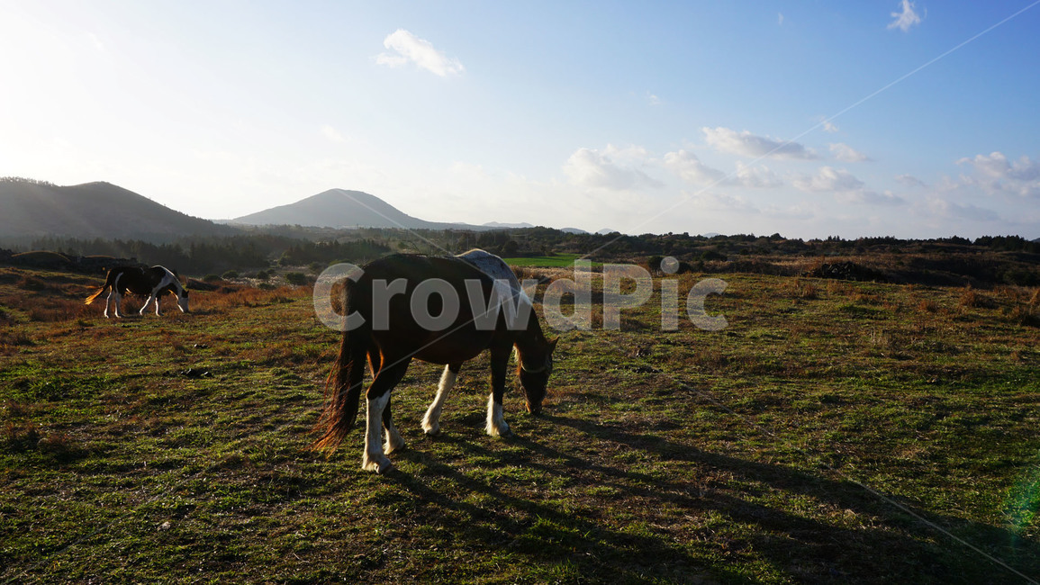 제주도,제주,말,초원,용눈이오름,오름,자연,풍경,동물,jeju,horse,grassland,hill,nature,landscape,animal,동물,animal,포유류,mammal
