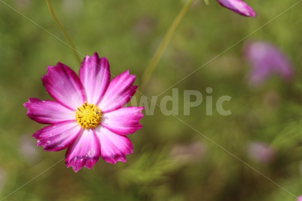 코스모스,꽃,가을,flower,풍경,picture,view,스냅,canon,100d,dslr,가을,계절,fall,autumn,season,식물,자연,plants,nature,꽃,flower,plant,blossom,petal,꽃잎