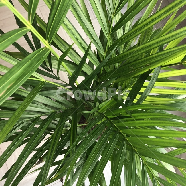 야자,아레카야자,관엽식물,황야자,나무,식물,plant,tree