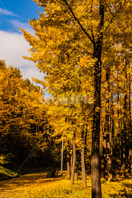 은행,은행잎,은행나무,은행나무잎,은행숲,은행나무숲,가을,계절,fall,autumn,season,자연,풍경,nature,landscape,tree,나무,plant,식물