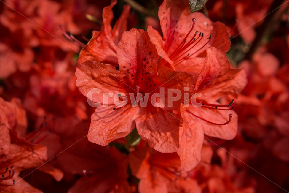 철쭉,연산홍,꽃,빨간꽃,식물,분홍,봄,계절,화사함,아름다움,야생화,flower,plants,nature,spring,background,bloom,red,color,feeling,beautiful