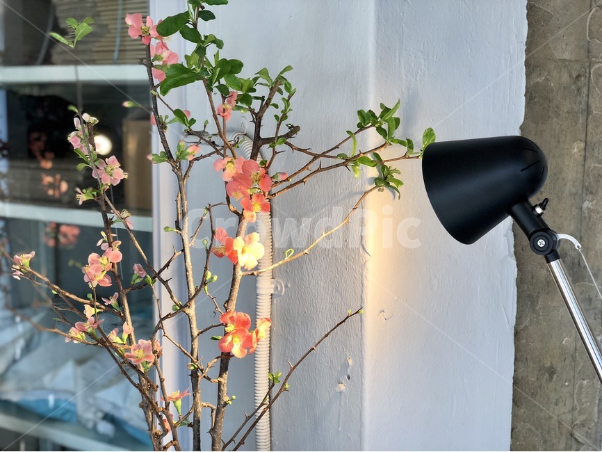 해방촌,전등,화분,꽃,오후,식물,자연,plants,nature,꽃,flower,실내용화초,화분,화초,house plant,인테리어,실내디자인,interior design
