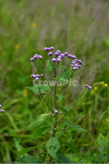 각시취,야생화,식물,자연,꽃,생태,힐링,플라워,wildflower,flower,plants,nature,season,감성,느낌,emotion,feeling,여름,초롱꽃목,국화과,취나물속,식물,자연,plants,nature,꽃,flower