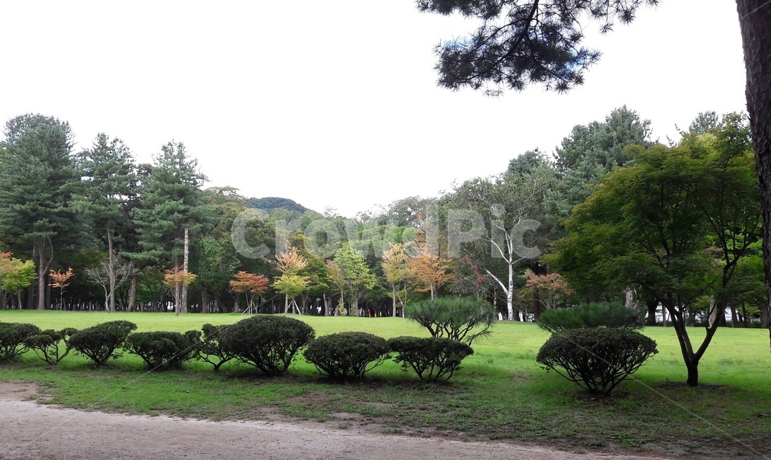 남이섬,숲,잣나무,나무,초가을