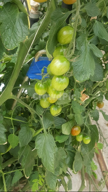 녹색,토마토,끝없는,큰농장,식물,근접토마토