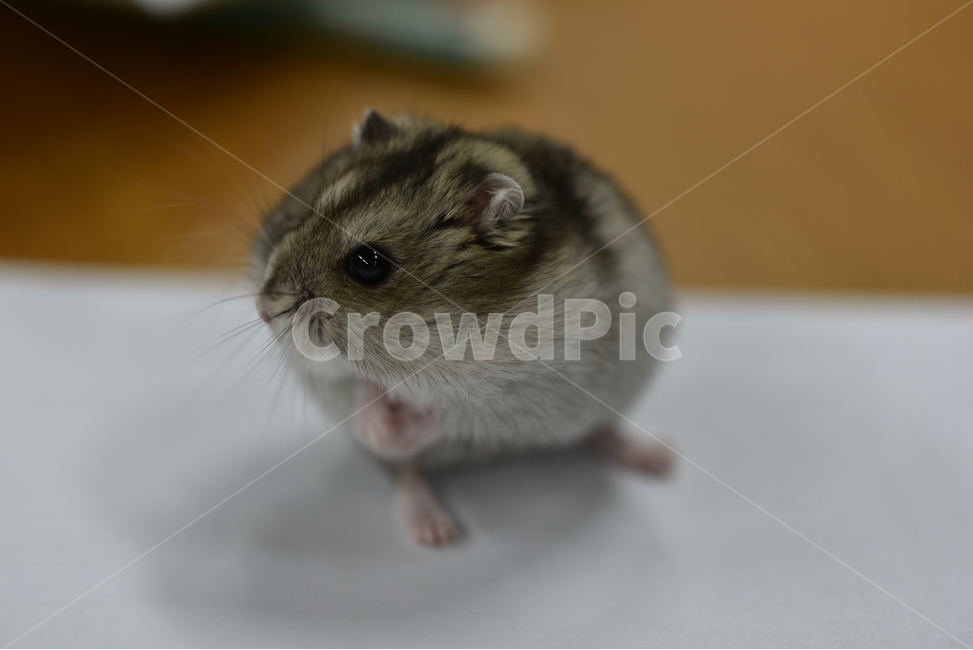햄스터,동물,애완동물,포유류,펫,귀여움,귀여운,hamsters,mammals,pets,pet,cute,동물,animal,포유류,mammal