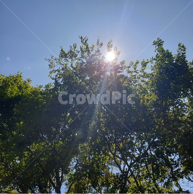 햇살,자연,하늘,가을,가을하늘,light,빛,햇볕,나무,trees,wood