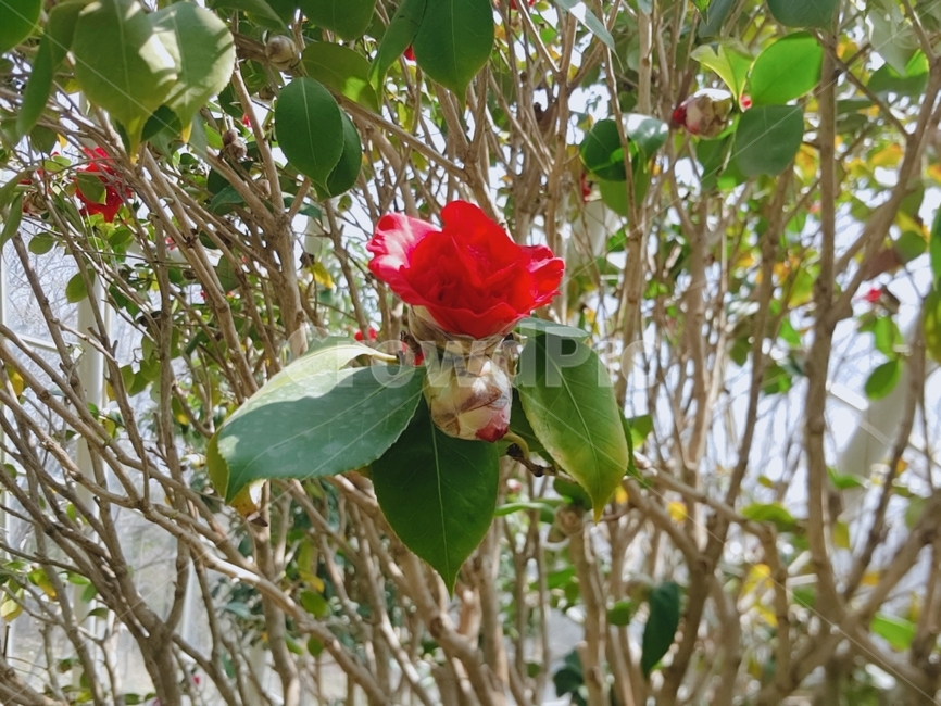 동백꽃,꼴,화목류,꽃나무,붉은꽃,식물,자연,plants,nature,꽃,flower