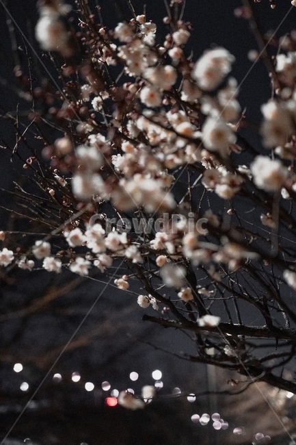 매화,봄,꽃,식물,밤,보케