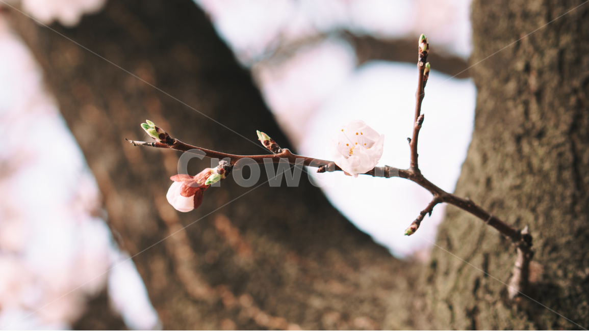 꽃,매화,꽃송이,봄,봄꽃,꽃잎,자연,나무,봄,계절,spring,season,식물,자연,plants,nature,꽃,flower,감성,sensible,feeling,plant