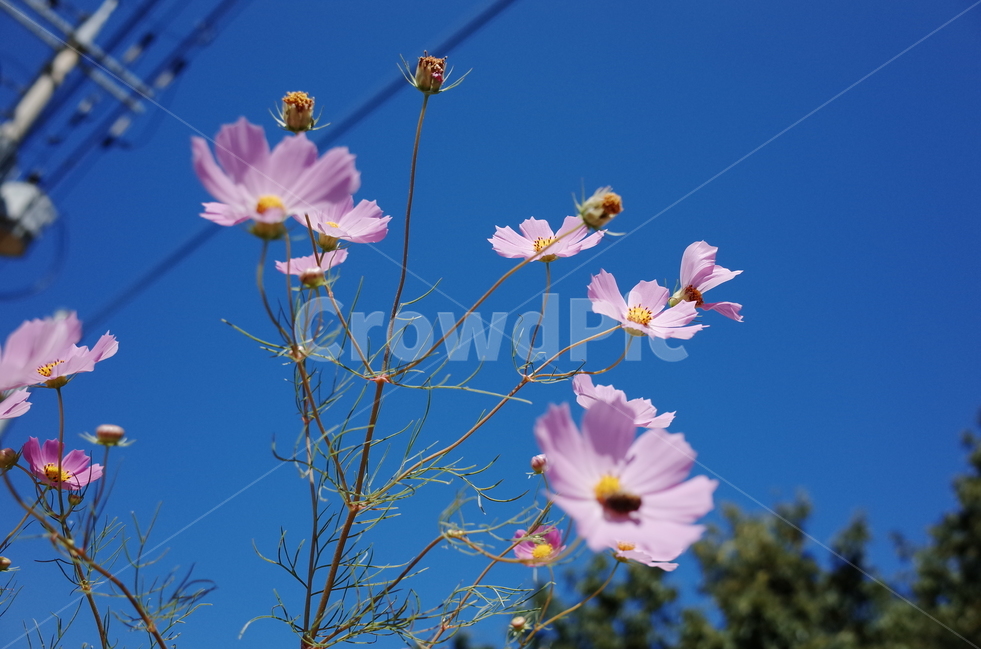 가을,꽃,코스모스,가을꽃,하늘,가을,계절,fall,autumn,season,식물,자연,plants,nature,꽃,flower,plant