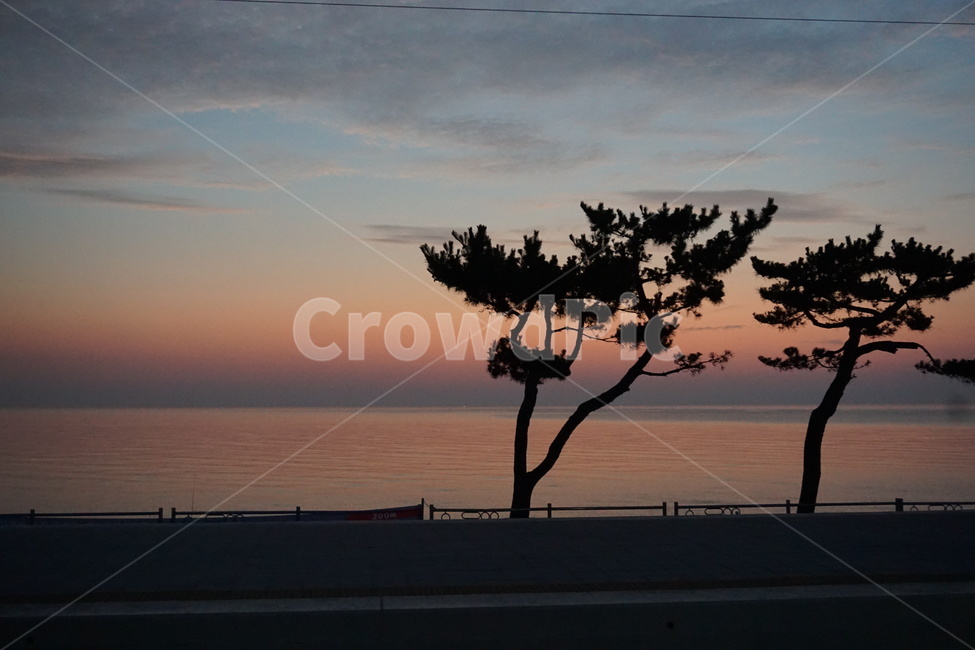 바다,정동진,새벽,하늘,구름,나무,jeongdongjin,sea,자연,자연,풍경,nature,landscape,outdoors,옥외