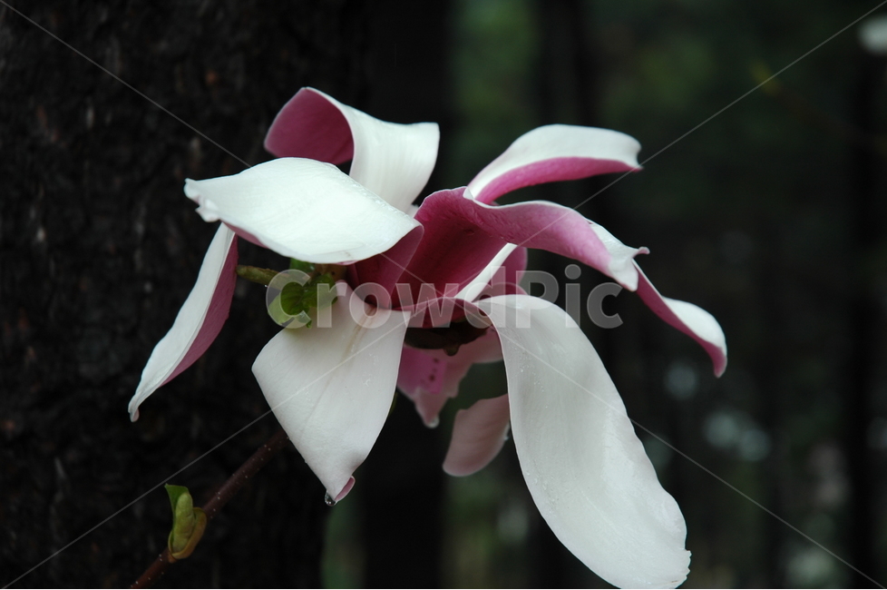 자목련,자옥란,목련,lilymagnolia,magnolialiliifloradesr,식물,자연,plants,nature,꽃,flower