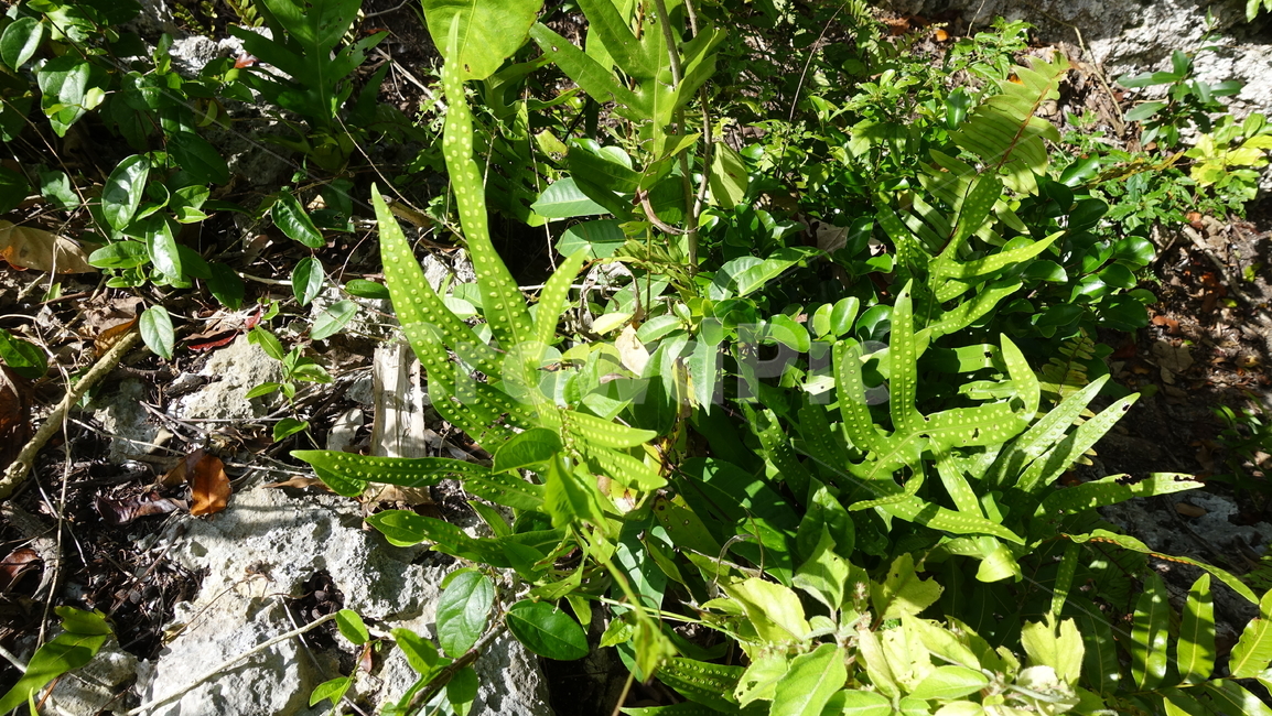 자연,식물,green,초록,nature,plant