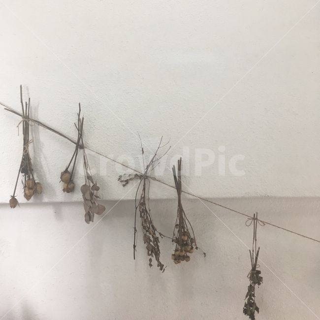 드라이플라워,꽃,감성,분위기,빛담,식물,자연,plants,nature,꽃,flower,인테리어,실내디자인,interior design