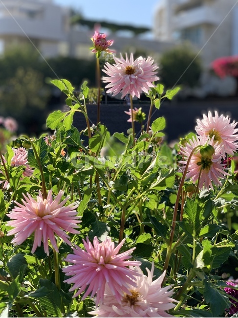 식물,꽃,가을,핑크색,핑크꽃,plant,flower,blossom,자연,식물,자연,plants,nature,꽃,flower