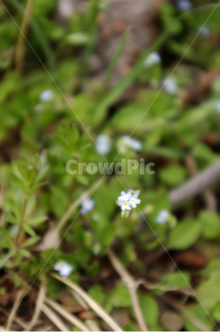 봄,spring,계절,꽃,flower,식물,plant,자연,nature,식물,자연,plants,nature,꽃,flower