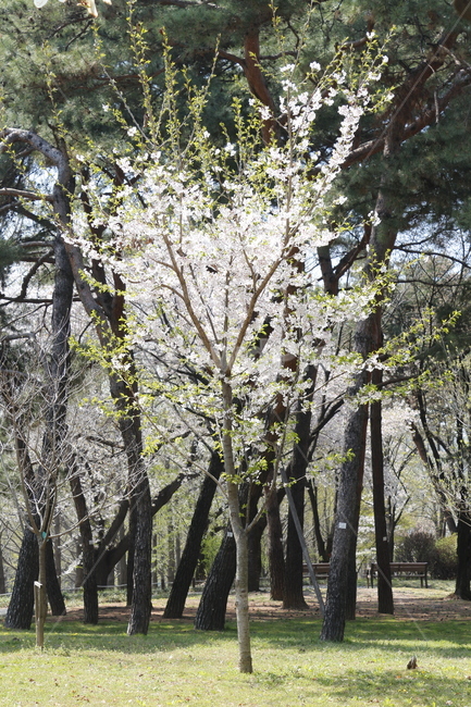 꽃,벚꽃,꽃나무,벚꽃나무,봄,봄,계절,spring,season,식물,자연,plants,nature,나무,trees,wood,tree,tree trunk,나무 줄기,plant
