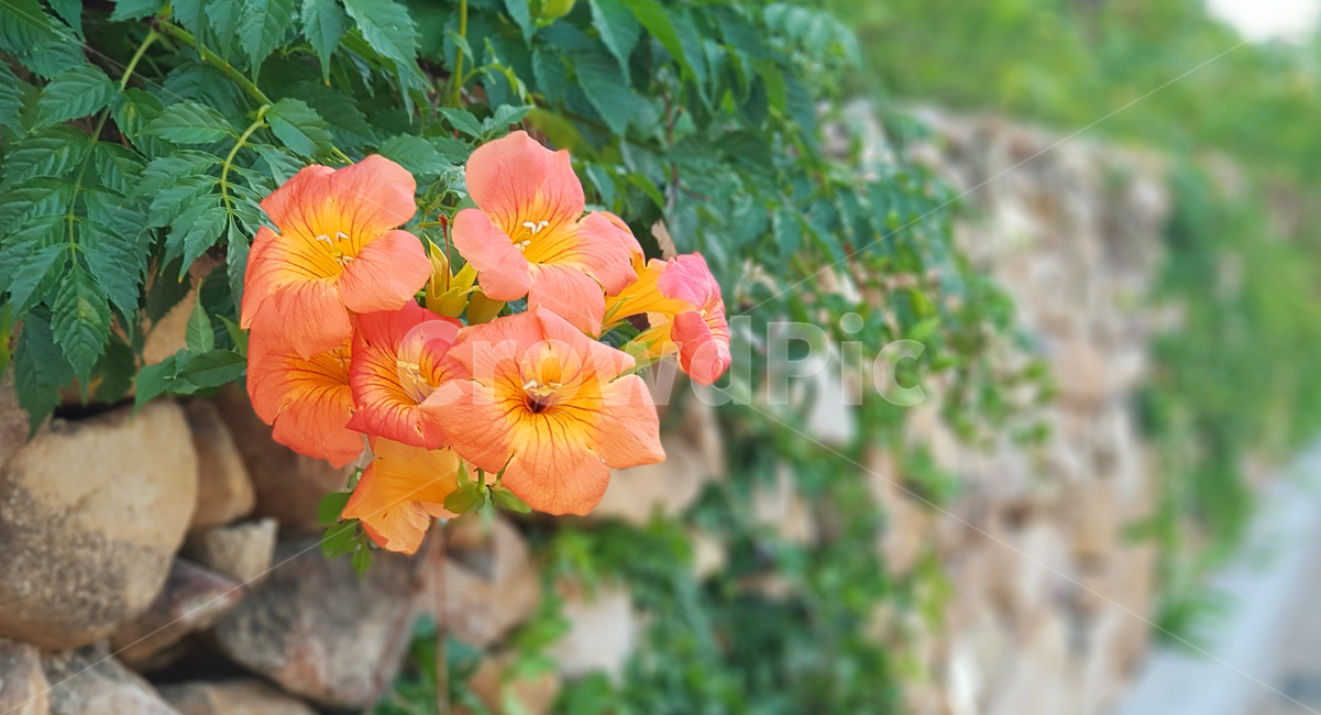 flower,blossom,꽃,식물,담벼락,생화,돌담길,능소화,stonewall,wall,분홍꽃,핸드폰배경,윈도우배경화면,배경화면