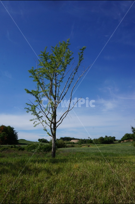 나무,파랑하늘,봄,맑음,풍경,자연,자연,풍경,nature,landscape,식물,plants,나무,trees,wood,grassland,목초지,field,들,outdoors,옥외,savanna,대초원,tree,plant