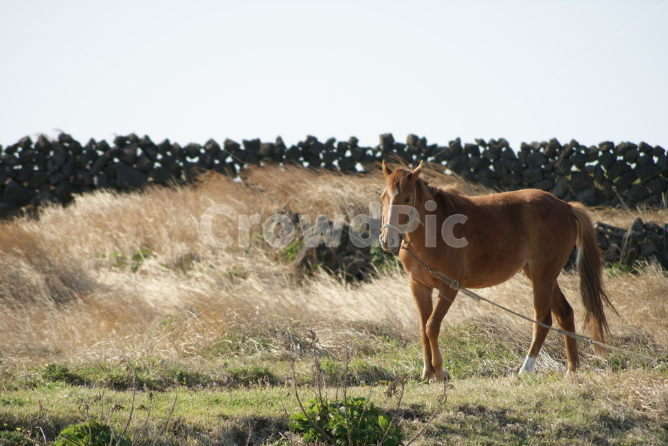 자연,동물,말,가을,풍경,제주도,jeju,jeju island,동물,animal,포유류,mammal,horse,colt horse,콜트 호스