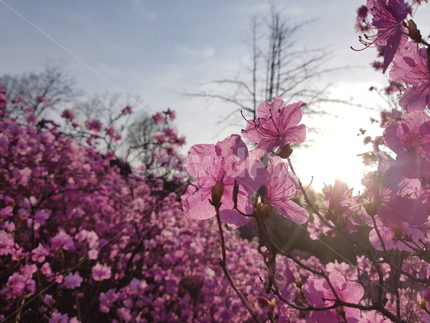 자연,봄,진달래,꽃,배경,핑크,하늘,봄,계절,spring,season,식물,자연,plants,nature,꽃,flower,plant,blossom