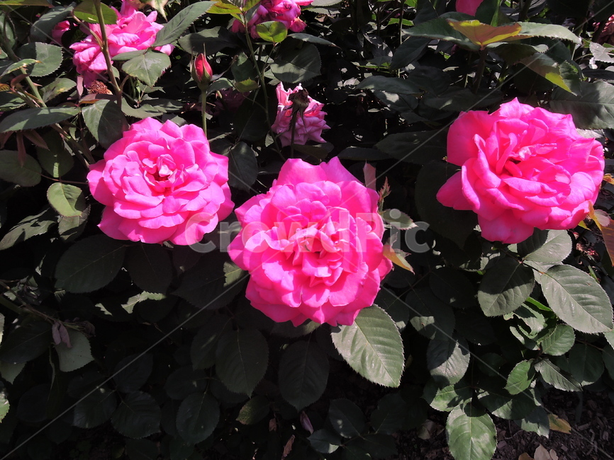 장미,장미축제,foewer,식물,rose,꽃축제,봄꽃축제,가든,화원,장미원,식물,자연,plants,nature,꽃,flower