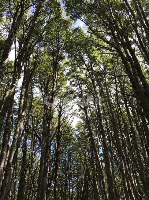 plant,식물,tree,나무,nature