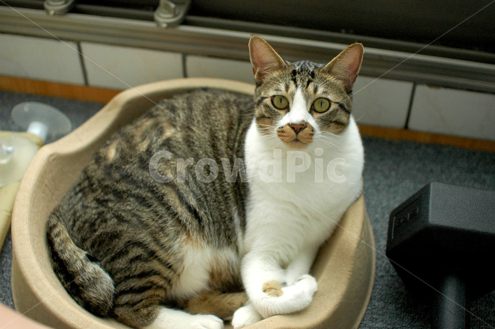 고양이,길고양이,동물,길냥이,유기묘,냥이,반려동물,코리안숏헤어,코숏,반려묘,포유류,cat,pet,aniaml,mammal,kitten,동물,animal,포유류,mammal,고양이,cat,kitten,kitty