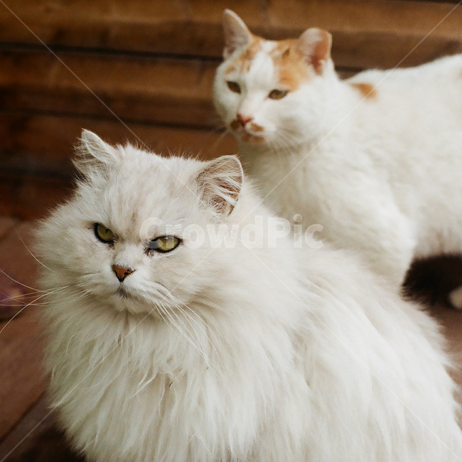 고양이,냥이,눈,시선,눈빛,눈동자,동물,포유류,애완동물,반려동물,animal,cat,kitty,kitten,pet,mammal,감성,감성사진,빈티지,아날로그,필름,필름사진,필름카메라,film,filmcamera,sensible,feeling,동물,animal,포유류,mammal,고양이,cat,kitten,kitty