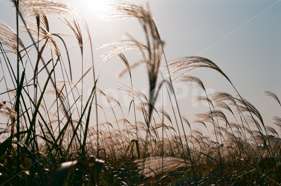 Silver grass,autumn scenery,backlight,film,Emotional photo,film photography,Sky Park,silver grass,autumn,backlit photo,park,Sky of Autumn