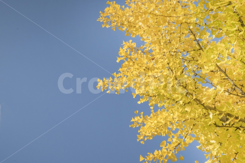 가을,풍경,하늘,은행나무,노란색,가을,계절,fall,autumn,season,식물,자연,plants,nature,나무,trees,wood
