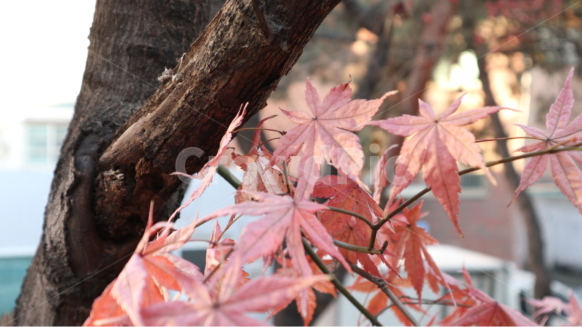 단풍,나무,식물,자연,tree,plant,maple,잎,식물,자연,plants,nature,나무,trees,wood