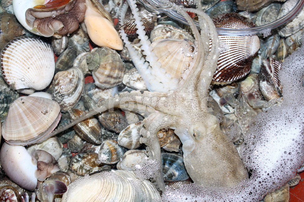 쭈꾸미,해산물,조개,바다생물,해물재료,동물,animal,수산물,해산물,fishery products,seafood