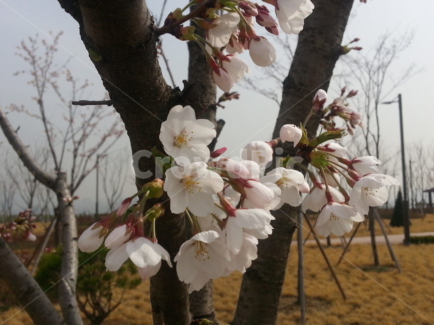 벗꽃,꽃,식물,꽃나무,꽃송이,벚꽃,봄,계절,spring,season,plant
