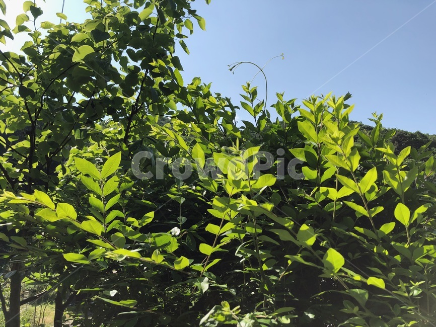숲,나뭇잎,나무,하늘,tree