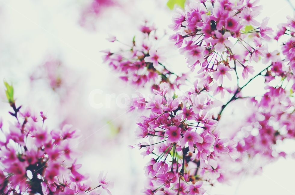 감성사진,봄,꽃,매화,사랑,감사,봄날,봄꽃,4월,벚꽃,진달래,봄,계절,spring,season,식물,자연,plants,nature,꽃,flower,감성,sensible,feeling,plant,blossom