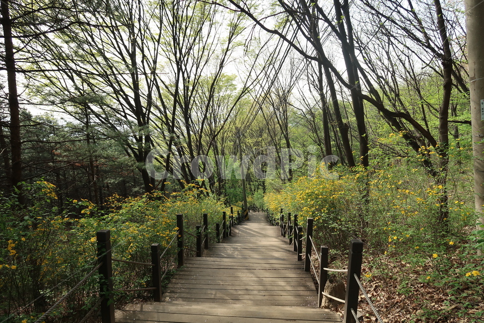 plant,식물,vegetation,초목,forest,land,나무,나라,숲,woodland,outdoors,삼림지,nature,자연,path,통로,작은숲,grove,tree,옥외,arbour,정자,정원