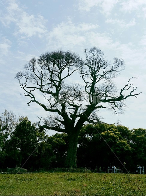 소나무,나무와하늘,나무,배경화면,구름과나무,tree,제주도,제주도소나무,자연,풍경,nature,landscape,제주도,jeju,jeju island,plant,식물,tree trunk,나무 줄기