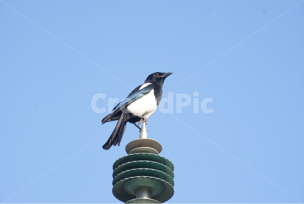 까치,하늘,새,자연,bird,sky,alone,동물,제주도