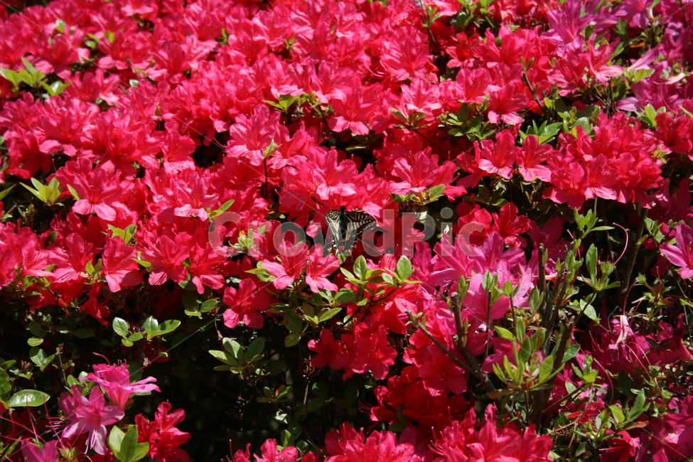 철쭉,꽃,붉은꽃,나비,식물,flower,butterrfly,식물,자연,plants,nature,꽃,flower,동물,animal,곤충,벌레,insect,bug