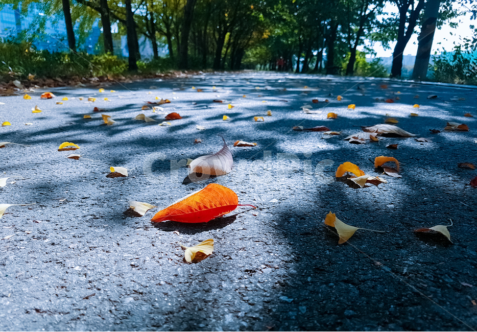 낙엽,가을,은행잎,나무,단풍,자연,자연,풍경,nature,landscape,plant,식물,leaf,잎,asphalt,아스팔트,ground,바닥,animal,동물,bird,새