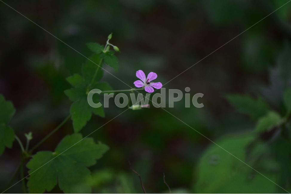 큰세잎쥐손이,야생화,식물,자연,꽃,생태,힐링,플라워,wildflower,flower,plants,nature,season,감성,느낌,emotion,feeling,여름,분홍색,여러해살이풀,쥐손이풀과,쥐손이풀속,식물,자연,plants,nature,꽃,flower