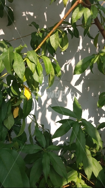 담벼락,잎,나뭇잎,그림자,초록,노랑,green,yellow,햇빛