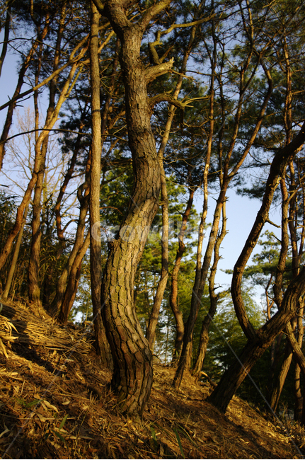 숲,나무,소나무,식물,빛,자연,풍경,nature,landscape,tree,plant,tree trunk,나무 줄기
