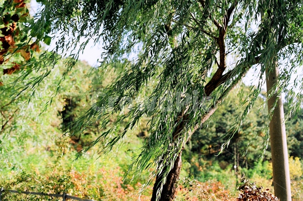 버드나무,식물,바람,여름,자연,풍경,필름사진,초록색,오후,9월,나무,tree,green,식물,자연,plants,nature,나무,trees,wood,감성,sensible,feeling