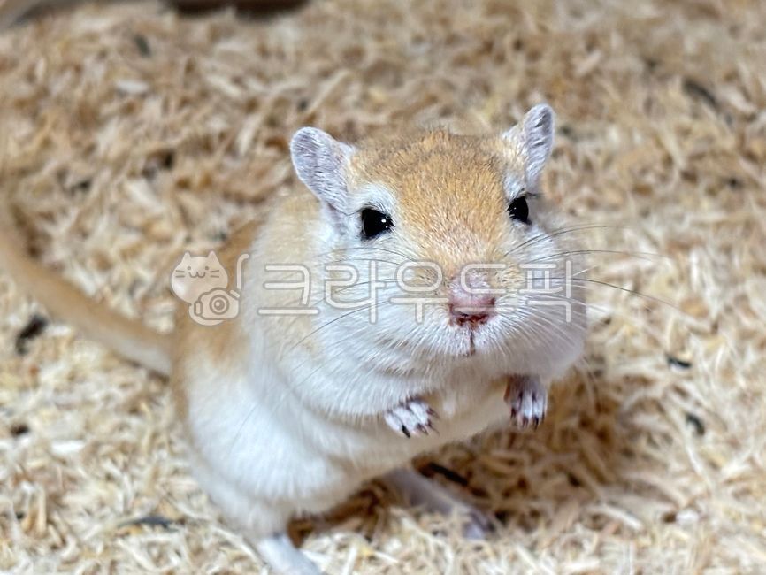 몽골리안,저빌,몽골리안저빌,쥐,사막쥐,햄스터