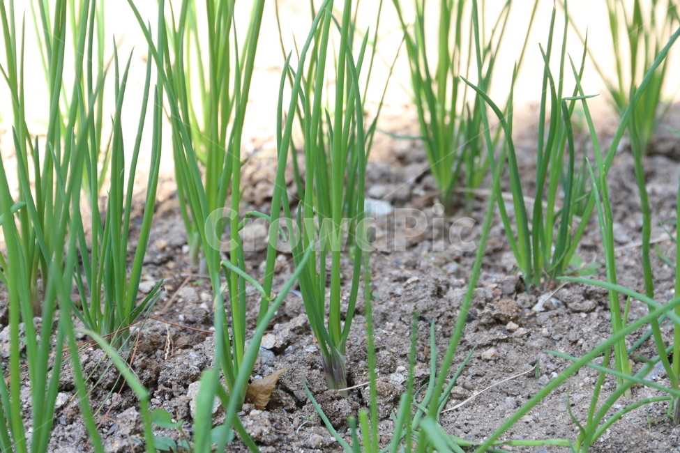 텃밭,텃밭가꾸기,식물,농사,채소,밭농사,파농사,파,plant,식물,자연,plants,nature