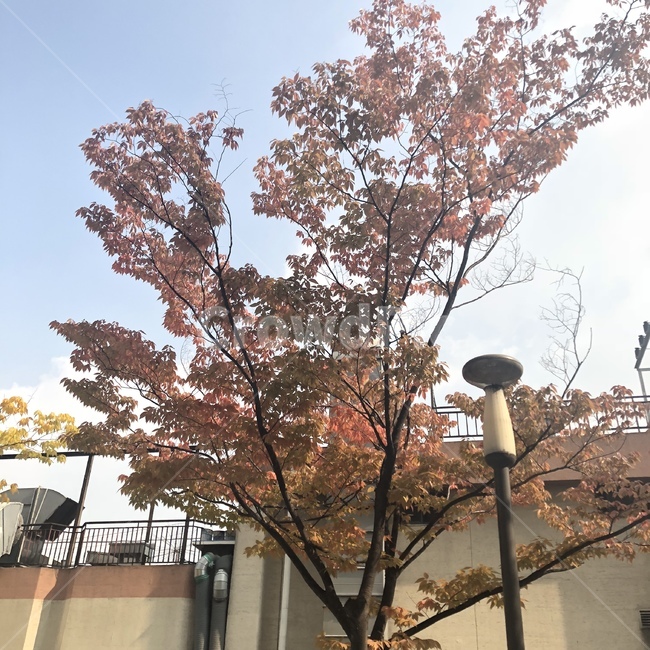 가을,계절,천고마비,단풍,낙엽